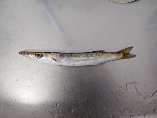 カマスの釣果