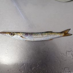 カマス