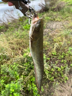 ナマズの釣果