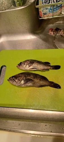 クロソイの釣果