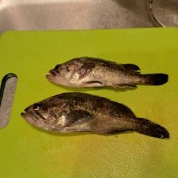 クロソイ