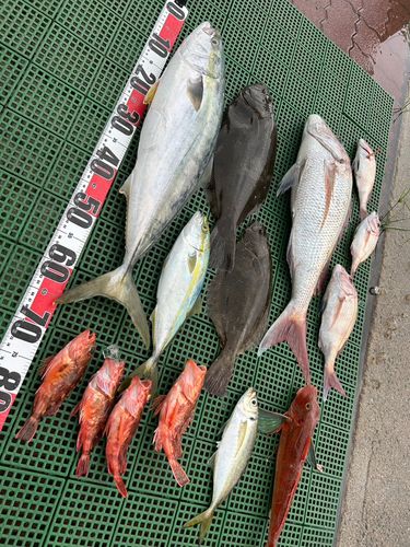 マダイの釣果