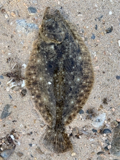 ソゲの釣果