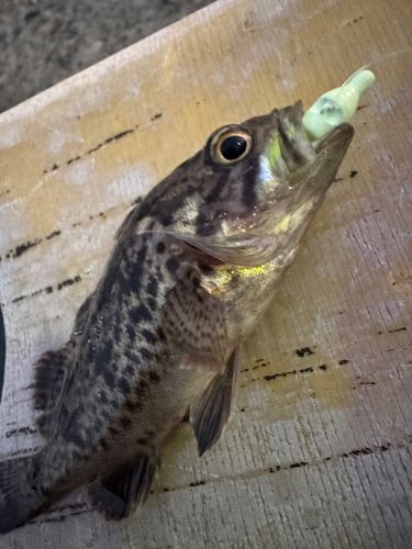 クロソイの釣果