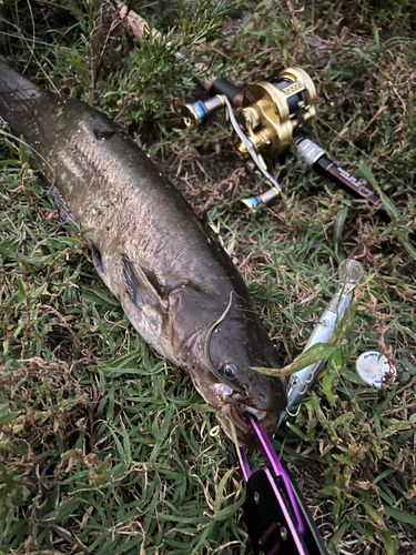 ニホンナマズの釣果