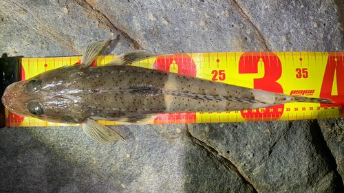 ワニゴチの釣果