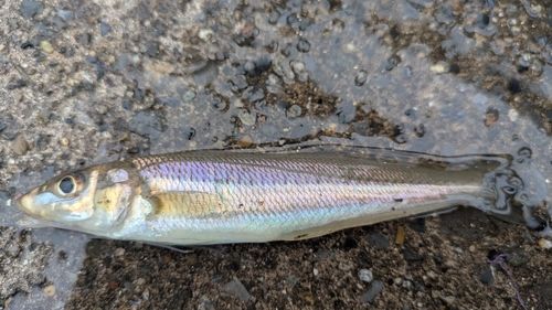 キスの釣果