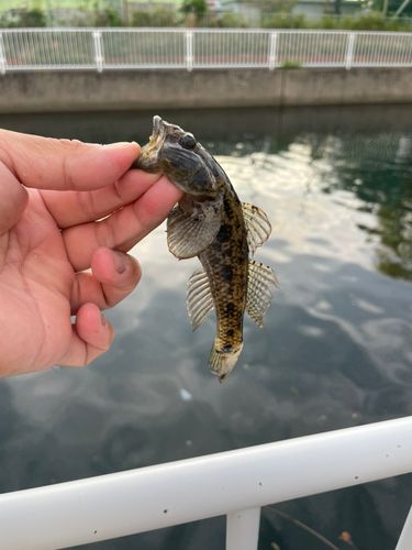 マハゼの釣果