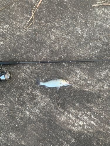 セイゴ（マルスズキ）の釣果