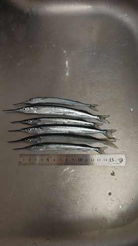 サヨリの釣果