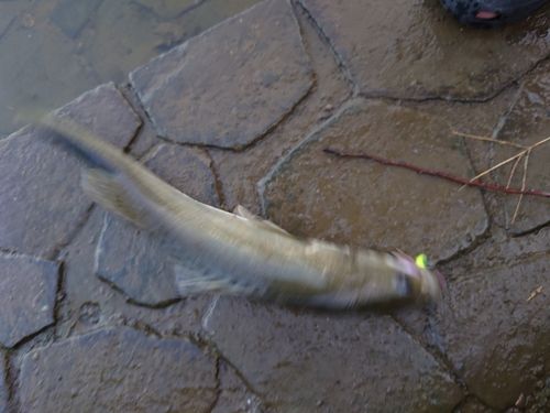フッコ（マルスズキ）の釣果