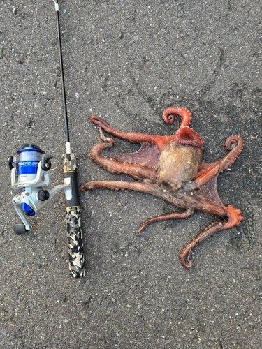 タコの釣果