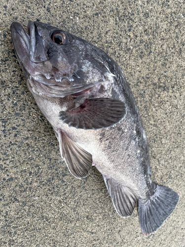 クロソイの釣果