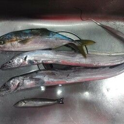 タチウオ