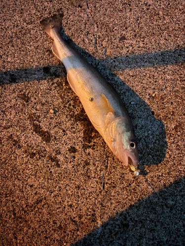 コマイの釣果