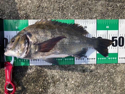 チヌの釣果