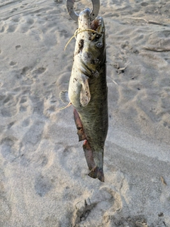 マナマズの釣果