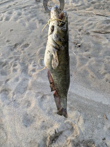 マナマズの釣果