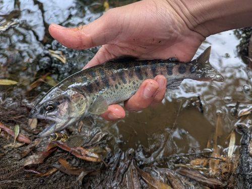 ヤマメの釣果