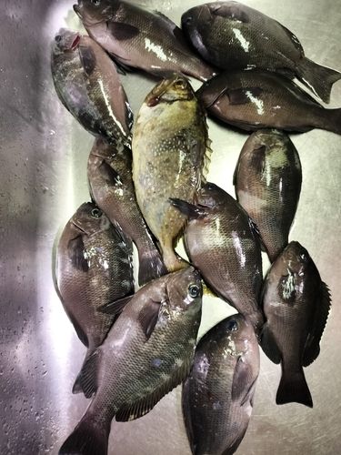 グレの釣果