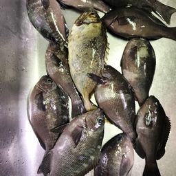 グレ