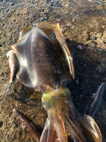 アオリイカの釣果