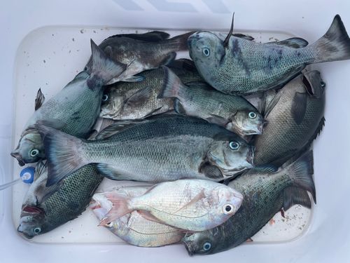 グレの釣果