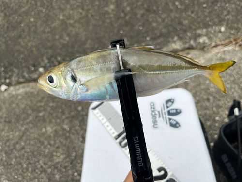マアジの釣果