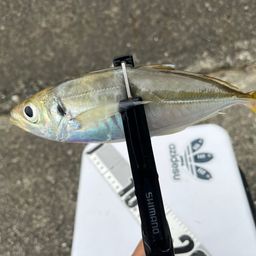 マアジ
