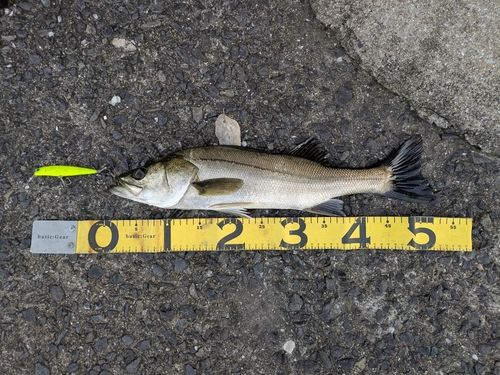 スズキの釣果