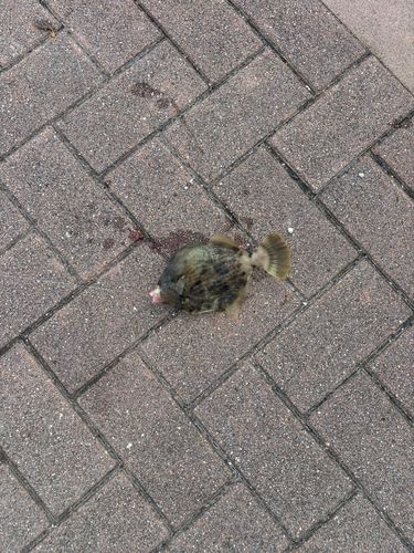 カワハギの釣果
