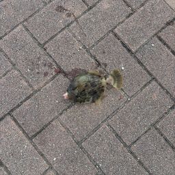 カワハギ