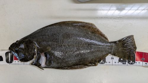 釣果