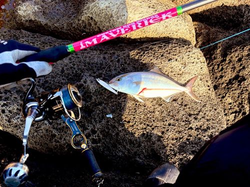 ネリゴの釣果