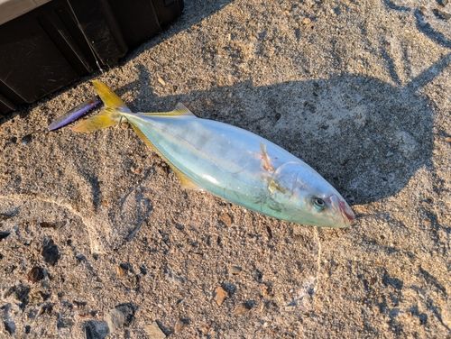 ヤズの釣果