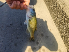 ブラックバスの釣果