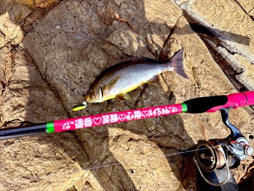 イサキの釣果