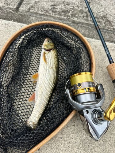 ウグイの釣果