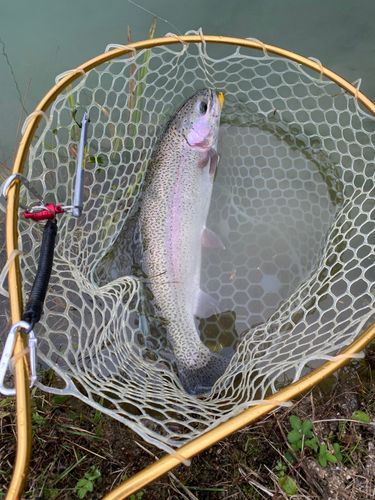 ニジマスの釣果
