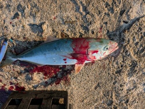 ヤズの釣果