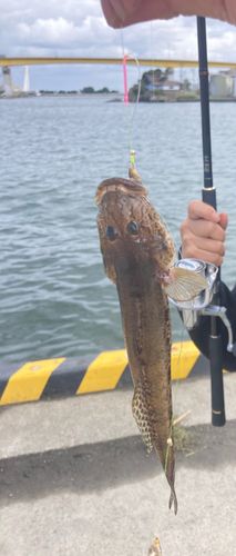 マハゼの釣果