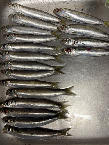 ウルメイワシの釣果