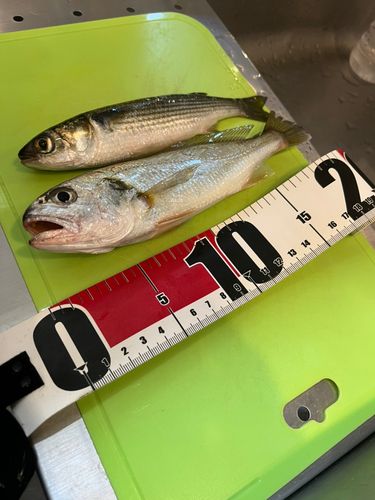 イシモチの釣果