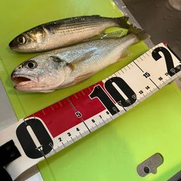 イシモチ