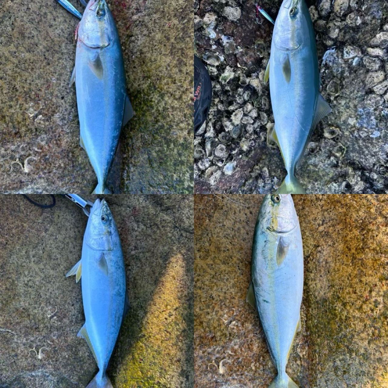ヤズ