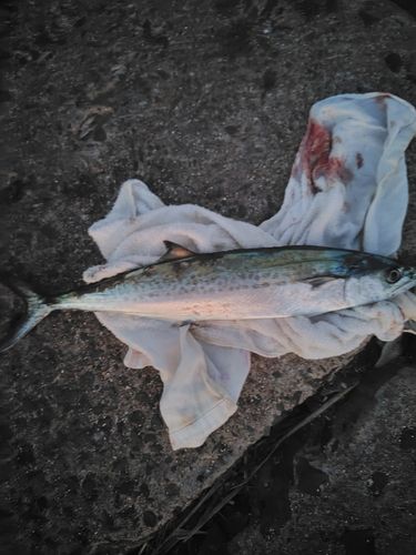 サゴシの釣果