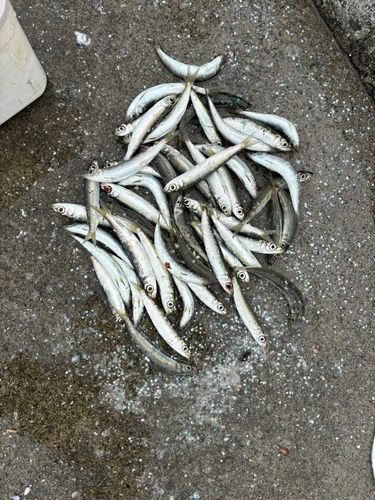 ウルメイワシの釣果