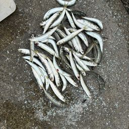 ウルメイワシ