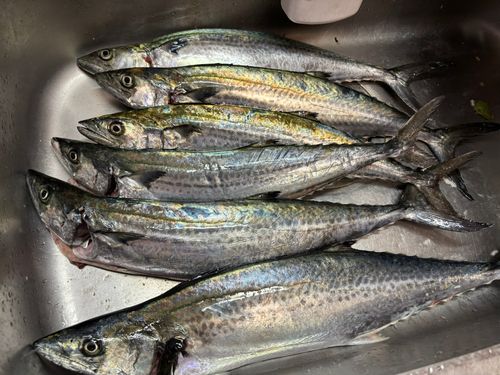 サゴシの釣果