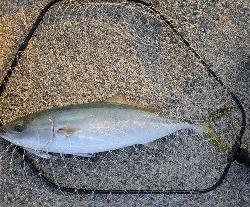 ハマチの釣果